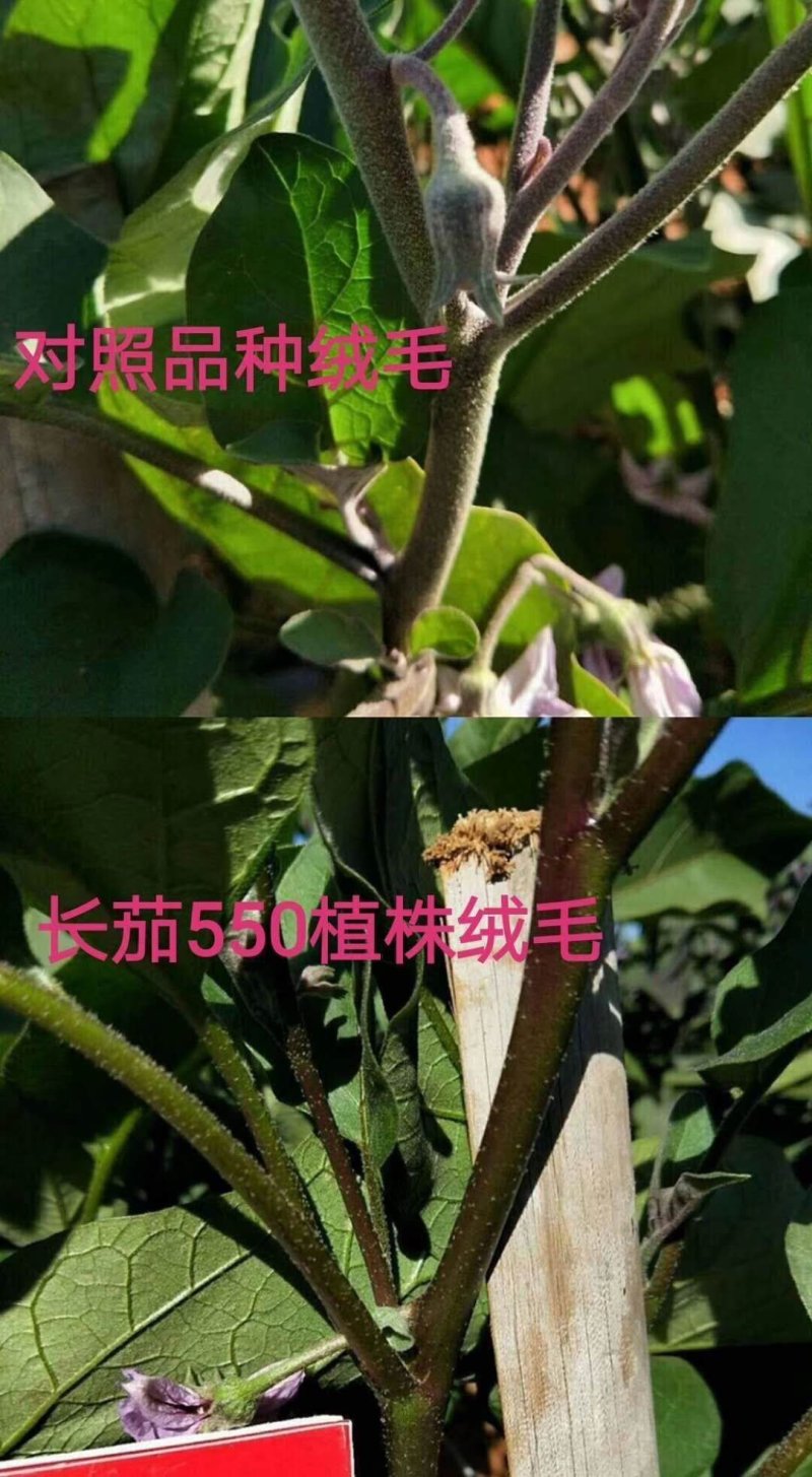 乾德茄550长茄早熟，高产，硬度高，寿光十佳蔬菜品种
