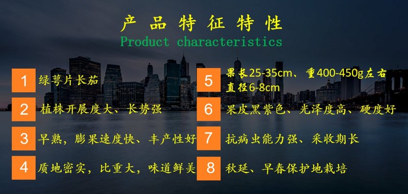 乾德茄550长茄早熟，高产，硬度高，寿光十佳蔬菜品种