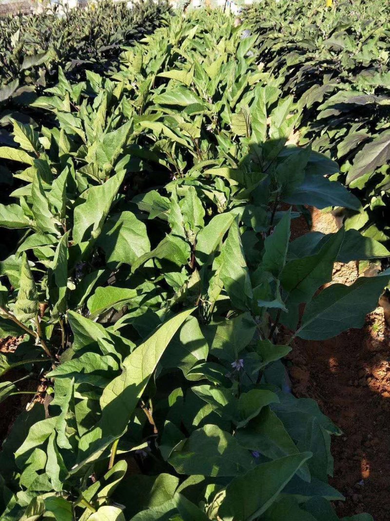 乾德茄550长茄早熟，高产，硬度高，寿光十佳蔬菜品种