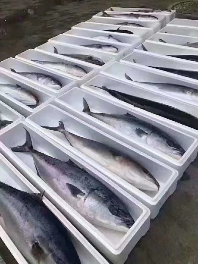 黄金鲅，大鲅鱼，批发价格美丽，送礼佳品，好吃不贵