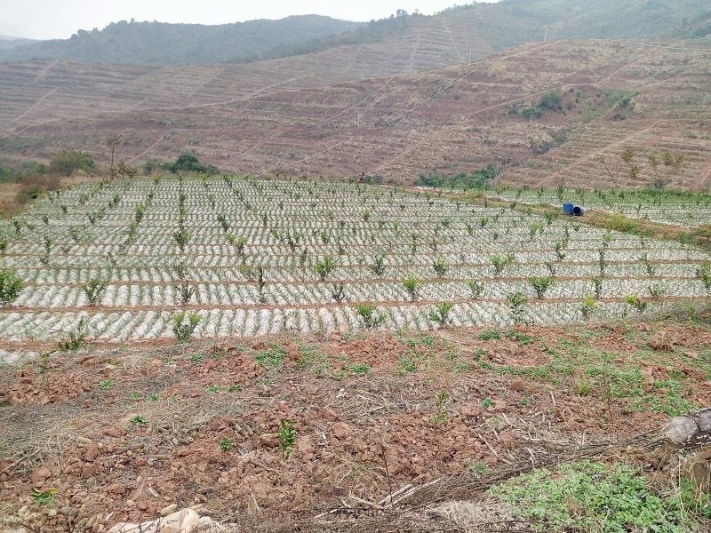 有好货：现在90亩林地低价转让，可流转四十年