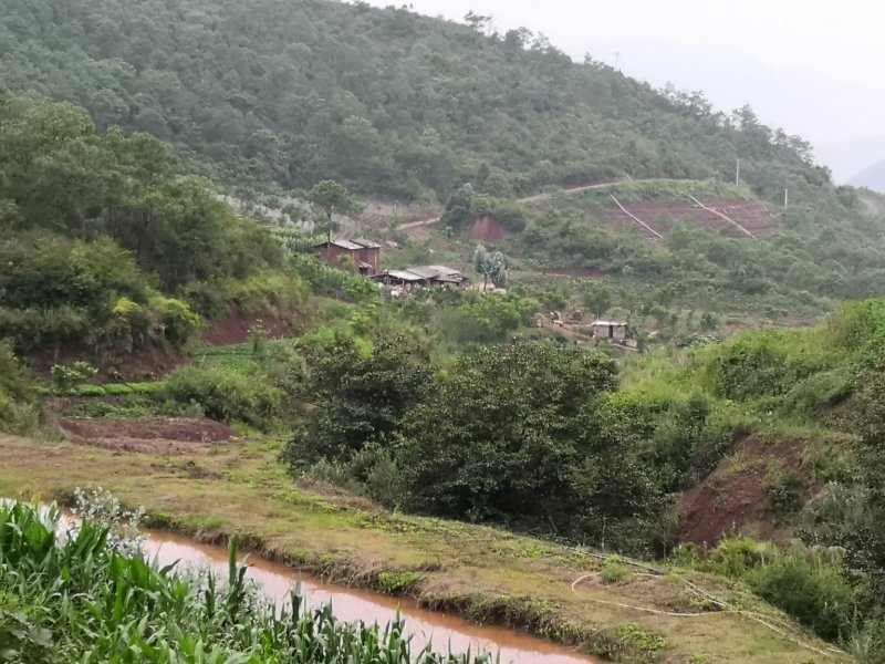 有好货：现在90亩林地低价转让，可流转四十年