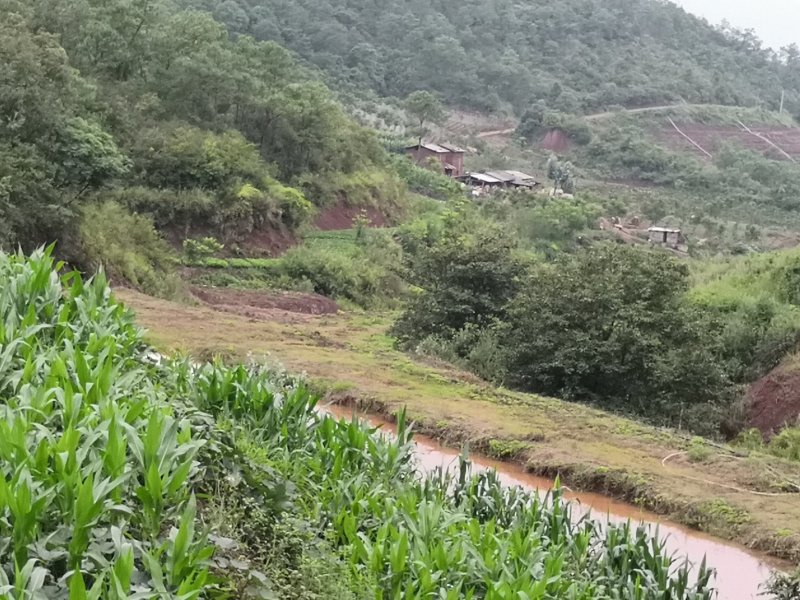 有好货：现在90亩林地低价转让，可流转四十年