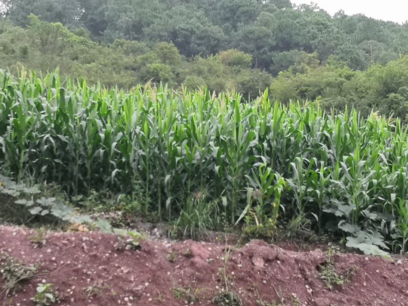 有好货：现在90亩林地低价转让，可流转四十年