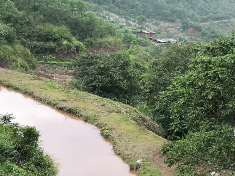 有好货：现在90亩林地低价转让，可流转四十年