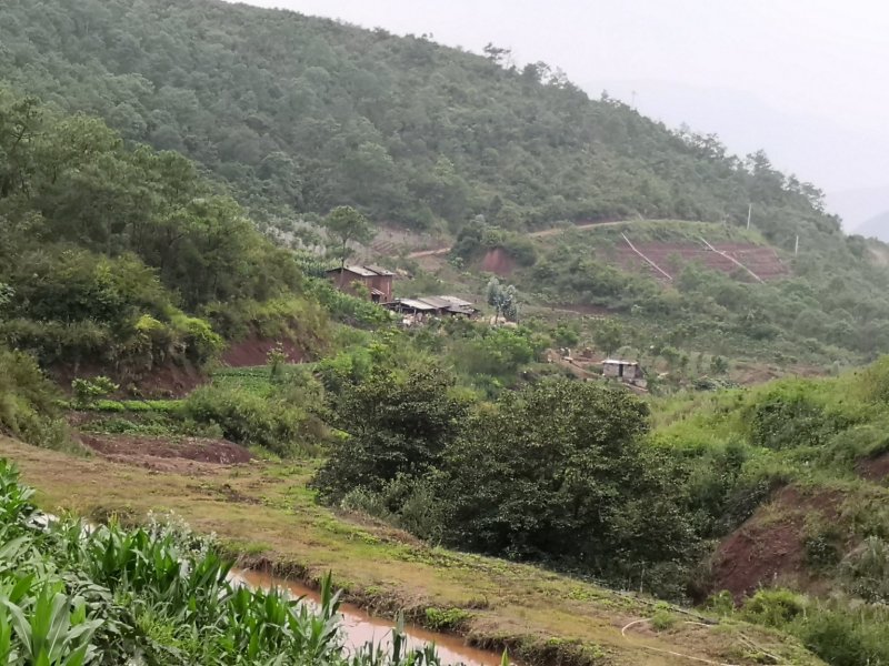 有好货：现在90亩林地低价转让，可流转四十年
