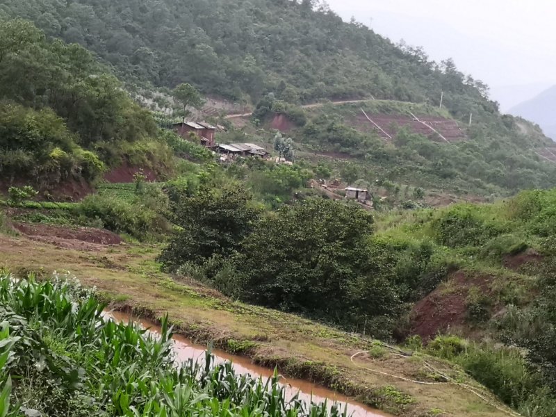 有好货：现在90亩林地低价转让，可流转四十年