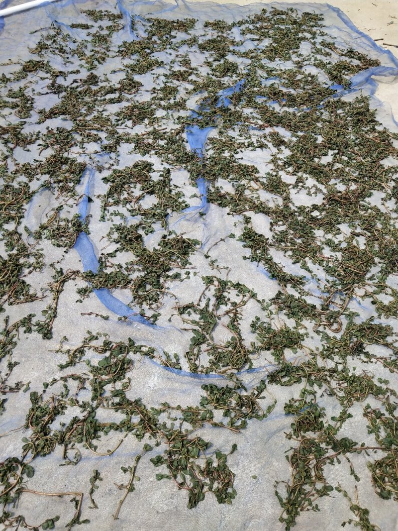 马齿苋干品，量大，欢迎釆购