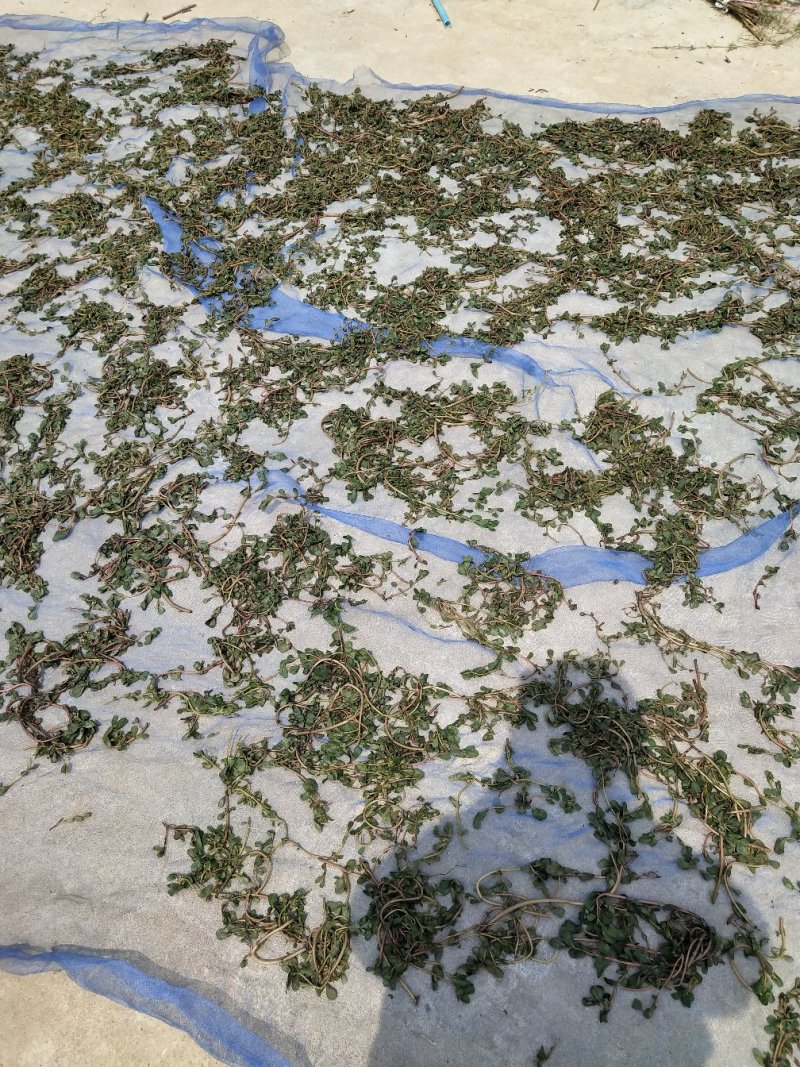马齿苋干品，量大，欢迎釆购