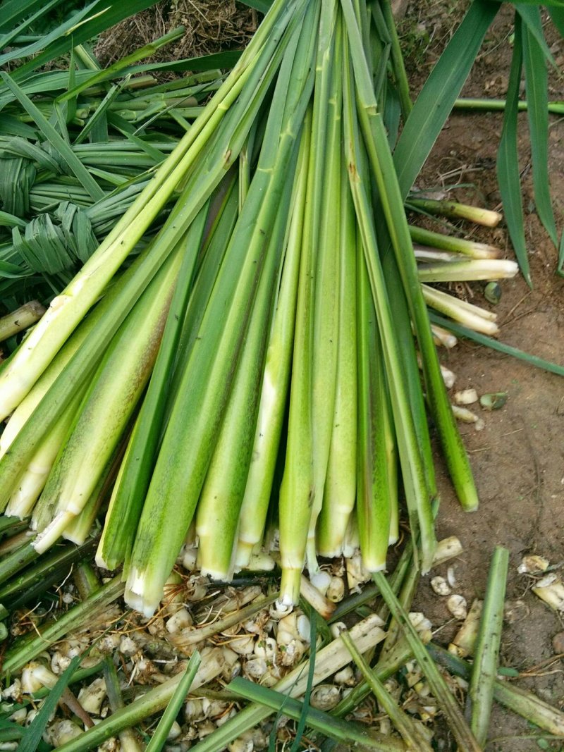 百度岳西茭白双季茭白结茭老根纯度高茭白肉有光泽