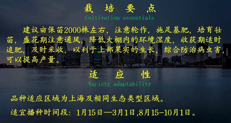 乾德大有尖椒羊角椒种子高产畸形果少商品率高