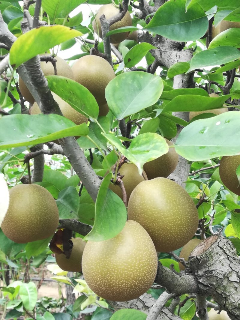 梨树苗黄花梨树苗黄金梨全水一号等