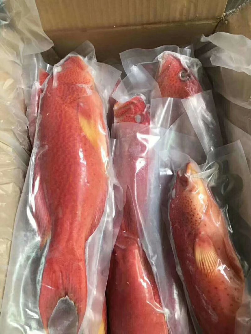 燕尾斑