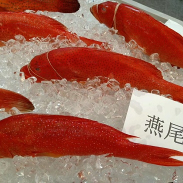 燕尾斑