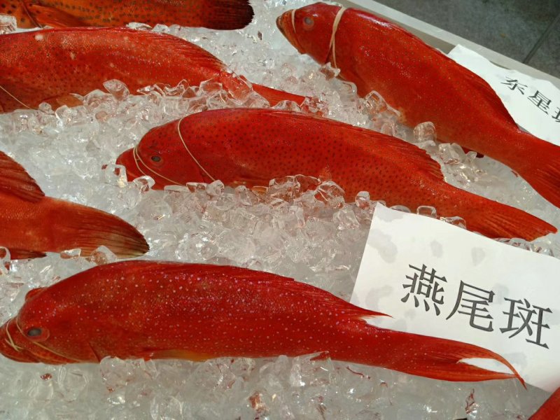 燕尾斑