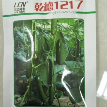 乾德1217黄瓜种子无刺高产口感好,膨瓜快瓜码密,秋延早春