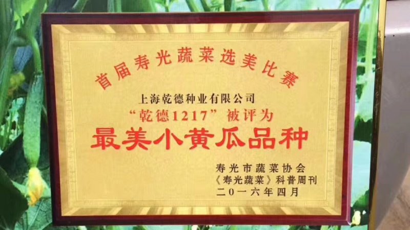 乾德1217黄瓜种子无刺高产口感好，膨瓜快瓜码密，秋延早春