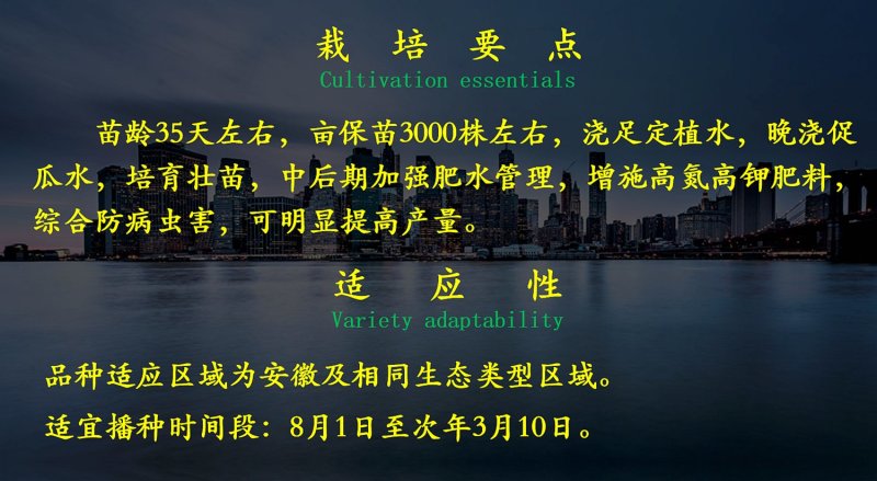 乾德1217黄瓜种子无刺高产口感好，膨瓜快瓜码密，秋延早春