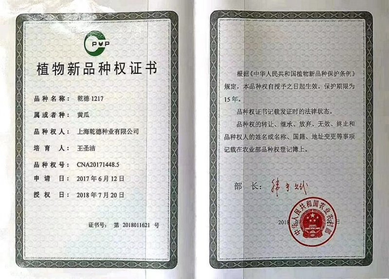 乾德1217黄瓜种子无刺高产口感好，膨瓜快瓜码密，秋延早春