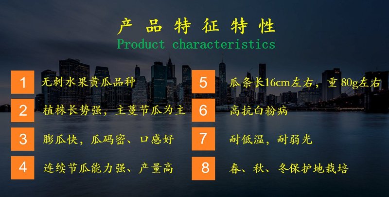 乾德1217黄瓜种子无刺高产口感好，膨瓜快瓜码密，秋延早春