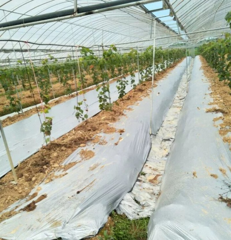 果园果树双色银黑地膜反光除草防虫保湿农用薄膜葡萄银灰净重