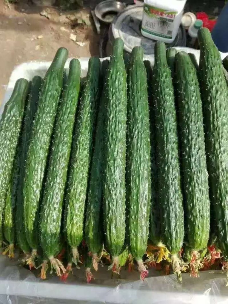 乾德70越夏黄瓜，黄瓜种子，越夏栽培品种，农业部登记品种