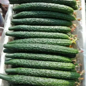 乾德70越夏黄瓜,黄瓜种子,越夏栽培品种,农业部登记品种