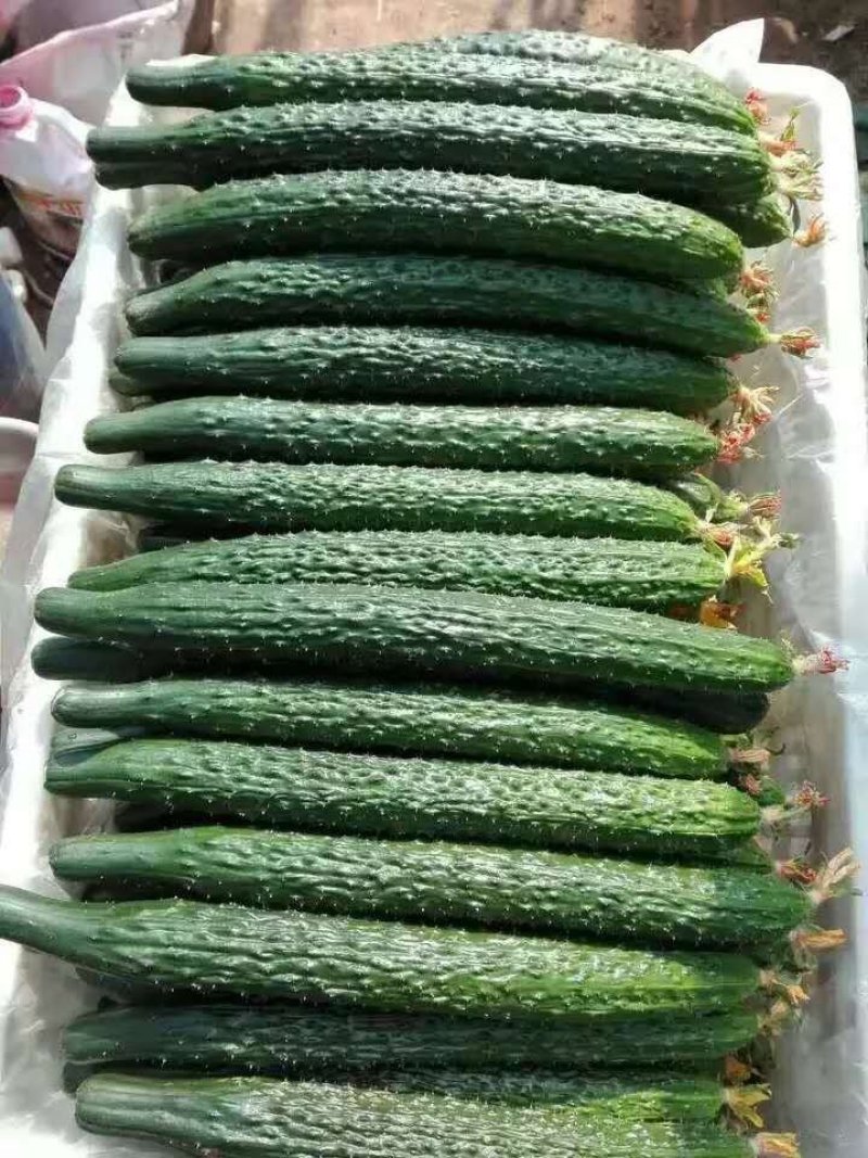 乾德70越夏黄瓜，黄瓜种子，越夏栽培品种，农业部登记品种