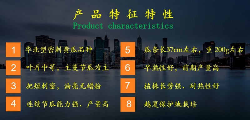 乾德70越夏黄瓜，黄瓜种子，越夏栽培品种，农业部登记品种