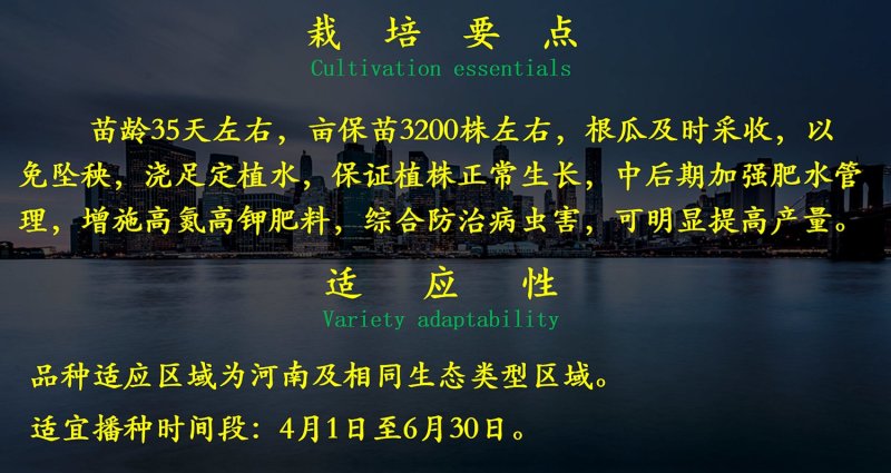 乾德70越夏黄瓜，黄瓜种子，越夏栽培品种，农业部登记品种