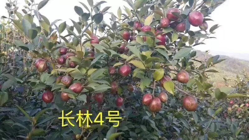 油茶树苗长林系列高产嫁接油茶苗茶树苗茶籽树苗白花皮溥油多