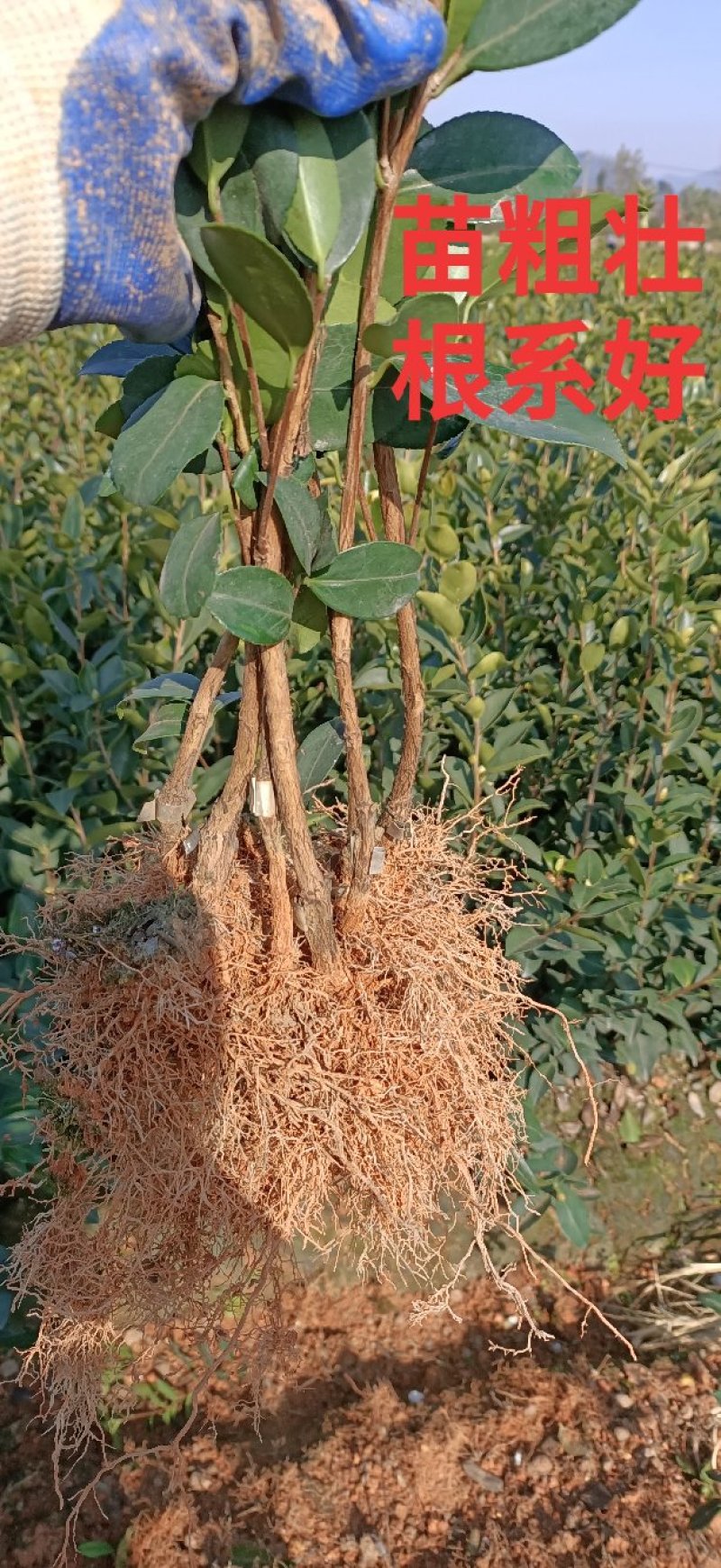 油茶树苗长林系列高产嫁接油茶苗茶树苗茶籽树苗白花皮溥油多