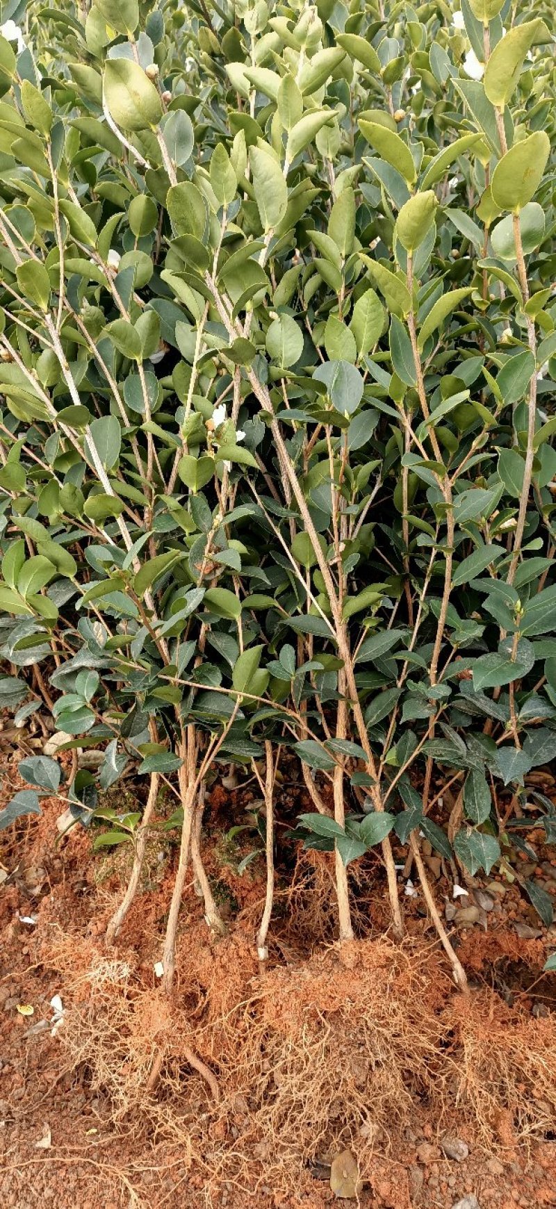 油茶树苗长林系列高产嫁接油茶苗茶树苗茶籽树苗白花皮溥油多