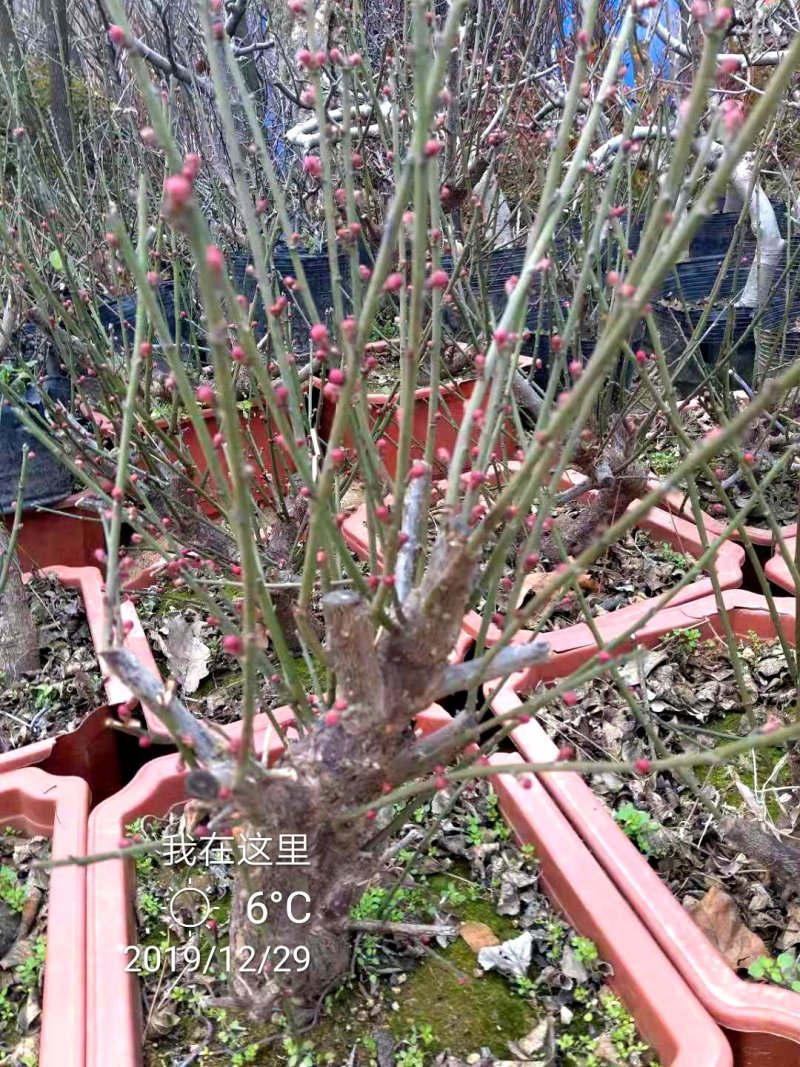红梅红梅盆景红梅树苗