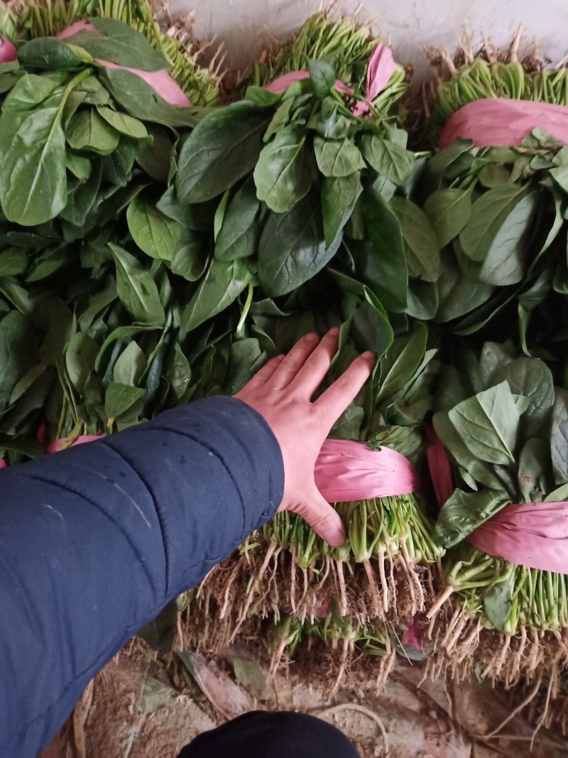 精品菠菜大量上市，欢迎全国各地新老客户前来收购