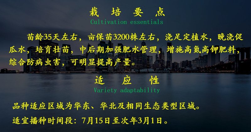 乾德二号黄瓜黄瓜种子，春秋茬，农业部登记品种，有品种权