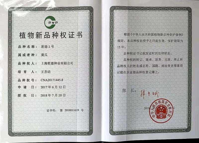 乾德二号黄瓜黄瓜种子，春秋茬，农业部登记品种，有品种权