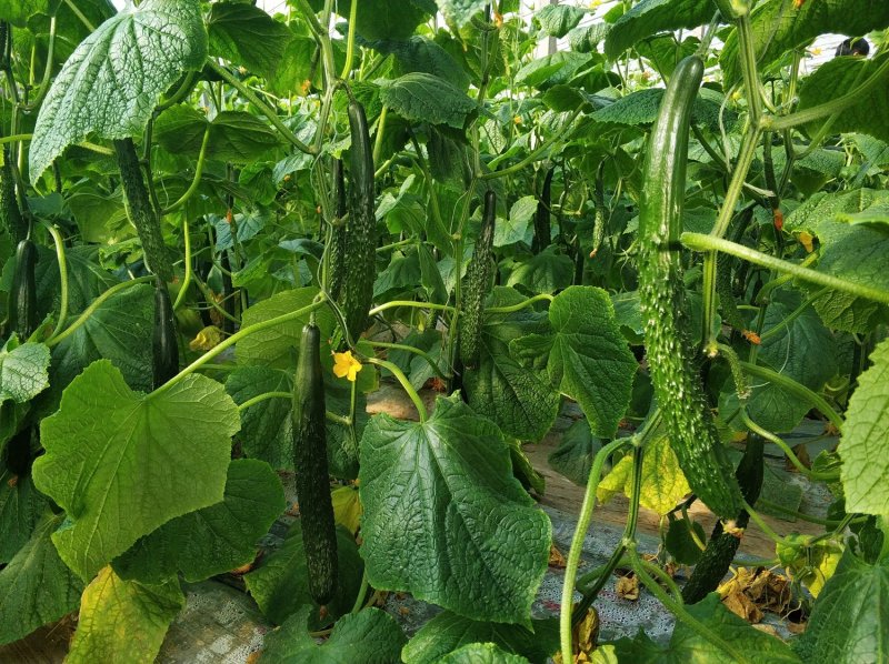 乾德二号黄瓜黄瓜种子，春秋茬，农业部登记品种，有品种权