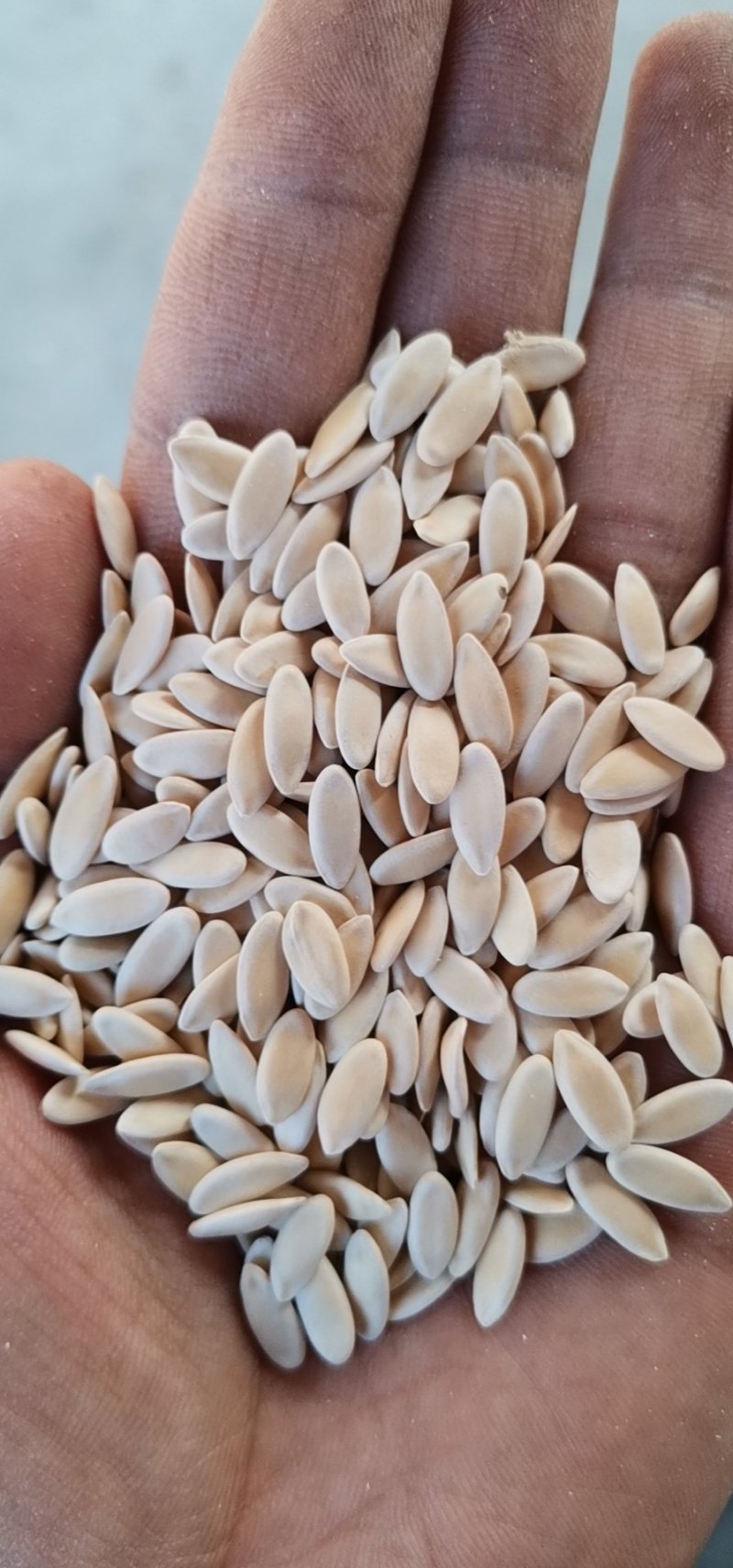 籽，西瓜子， 葫芦籽，南瓜子，茄子籽，苦瓜籽，需要货的欢迎来电洽谈