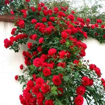 四季蔷薇花苗攀援爬藤植物庭院浓香型玫瑰藤本月季花
