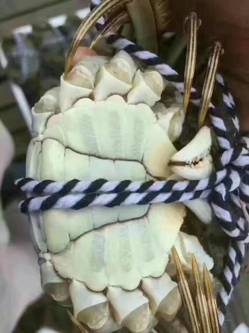 江苏兴化生态红膏大闸蟹