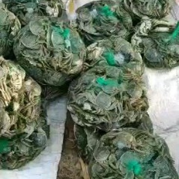 江苏兴化生态红膏大闸蟹