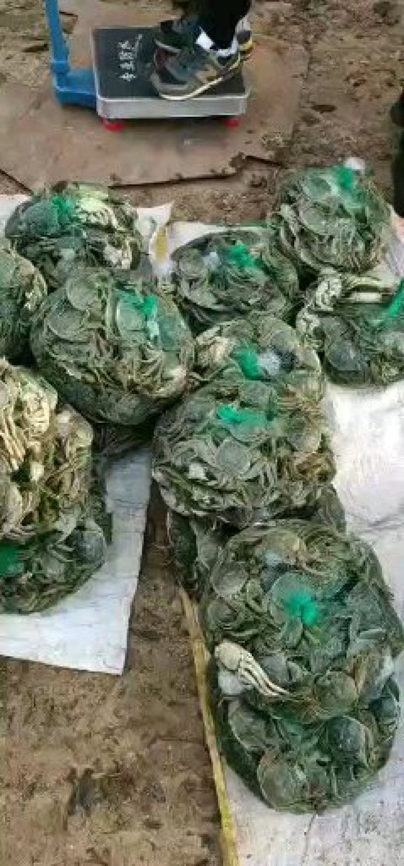 江苏兴化生态红膏大闸蟹