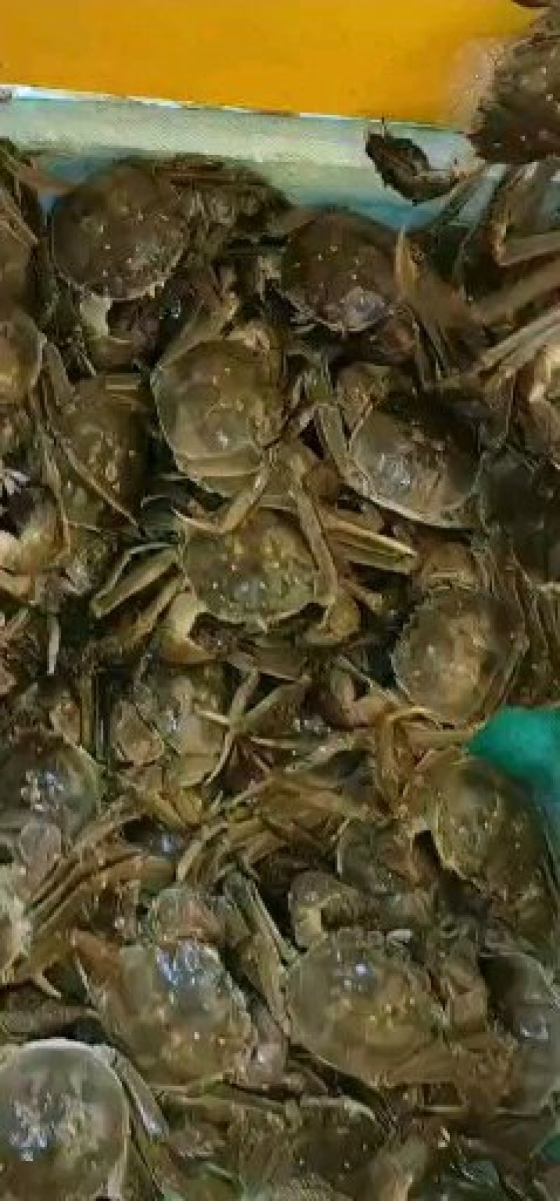 江苏兴化生态红膏大闸蟹