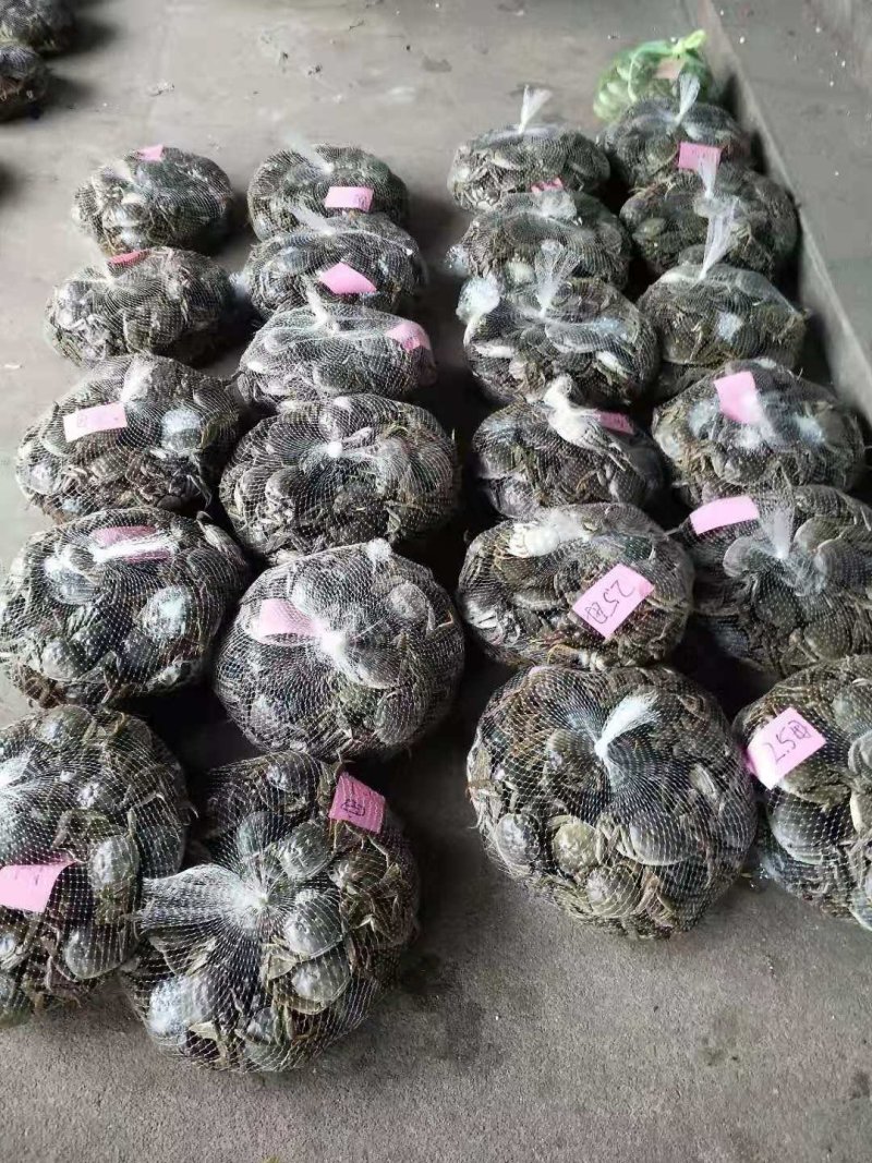 江苏兴化生态红膏大闸蟹