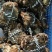 江苏兴化生态红膏大闸蟹