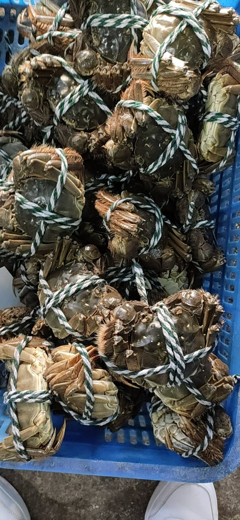 江苏兴化生态红膏大闸蟹