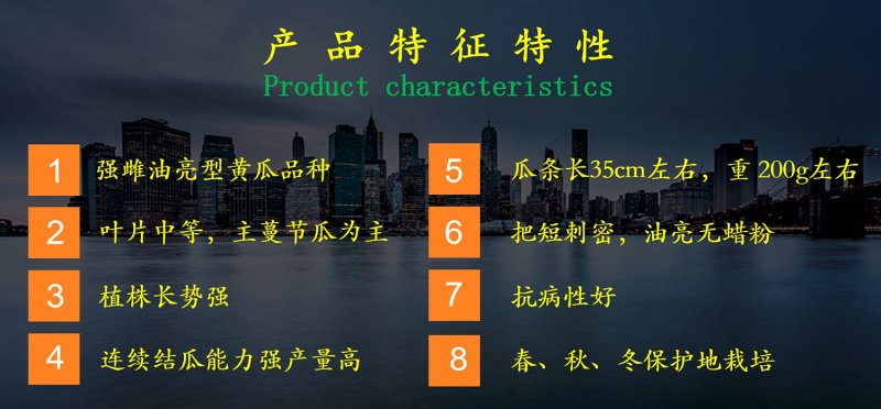 乾德20耐寒油亮型，高产，秋延早春保护地栽培