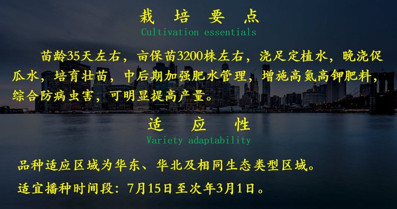 乾德20耐寒油亮型，高产，秋延早春保护地栽培