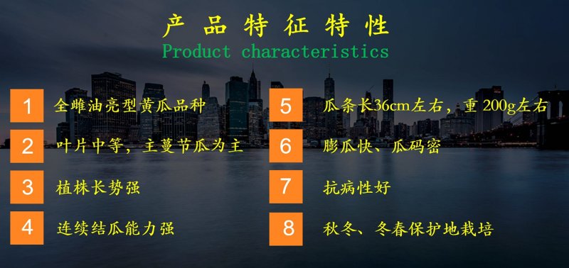 乾德全亮冬、全雌油亮型黄瓜种子，高产抗病，秋延越冬早春栽培
